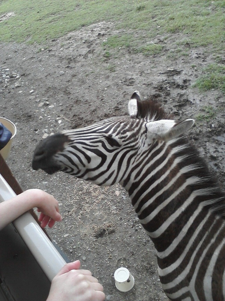 Feeding a zebra